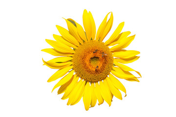 sunflower blooming isolated on white background