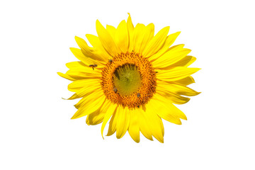 Fototapeta premium sunflower blooming isolated on white background