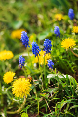spring flowers on the meadow