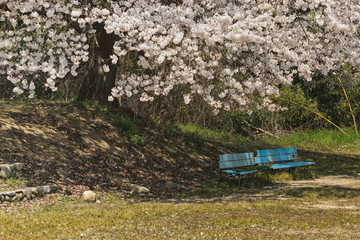 公園のベンチと満開の桜