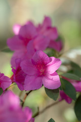 purple azalea in the garden