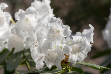 white azalea close up