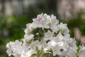 white azalea in spring