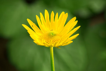 The first flowering of Doronicum pardalianches