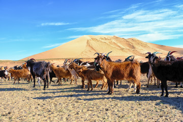 A herd of goats grazes on the border of the sandy desert