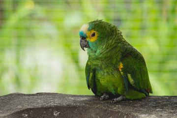 Obraz premium Parrot waiting for the food. Zoo, tropical reserve