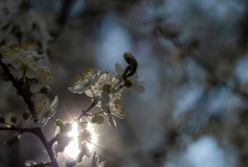 Spring light with tree branches full of flowers