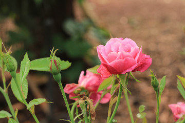 Beautiful Pink roses in the garden.
