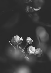 White pear tree flowers, soft black white image