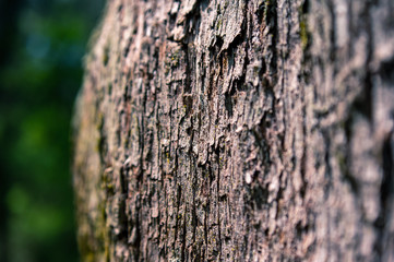 tree bark texture