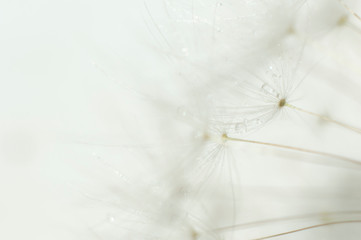 dandelion seed crop with water drops soft background