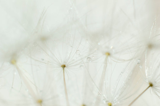 dandelion parachute with water drops, detail, close-up background