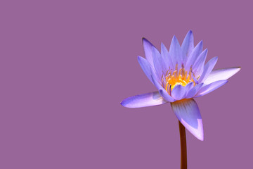 Lotus flower isolated with clipping paths.