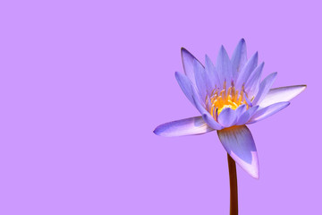 Lotus flower isolated with clipping paths.