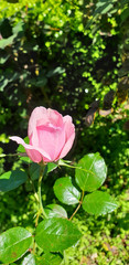 pink rose in the garden