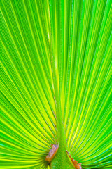 Simple palm leaf, background