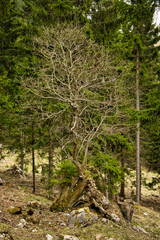 wald, baum, natur, baum, green, holz, landschaft, holz, park, umwelt, sommer, bahn, frühling
