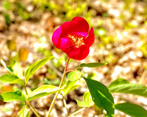 Spring flowering Paeonia mascula plant