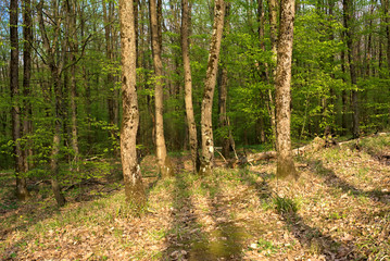 Fototapeta premium Spring forest at sunset