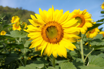 sunflowers blooming in the field