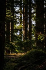 Fototapeta premium forest, tree, trees, nature, green, wood, landscape, pine, woods, path, summer, sun, light, woodland, environment, sunlight, autumn, leaves, plant, park, road, beautiful, moss, leaf, trunk