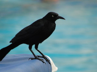 plumas negras