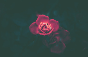 Rose flower with vintage style; isolated;