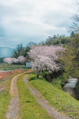 桜咲く春の田舎の風景