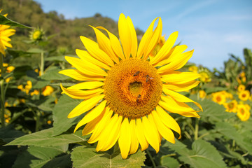 Obraz premium sunflower blooming in the field