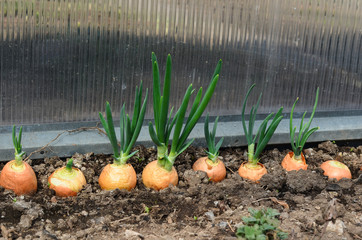 Growing onions in ground in the greenhouse