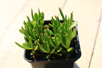 Kalanchoe tubiflora żyworódka płodnolist