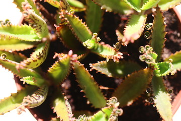 Kalanchoe serrata żyworódka wąskolistna płodnolist © Perovskia