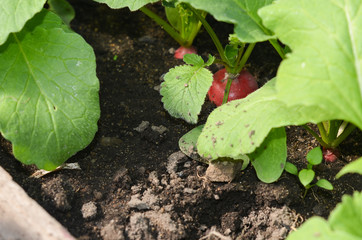 Radishes grow from the ground in the garden in the greenhouse. Healthy and organic food products