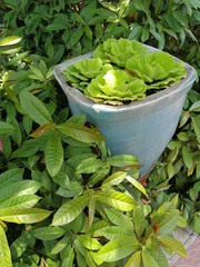 Garden decoration with green plant and grass, water plant in basin.