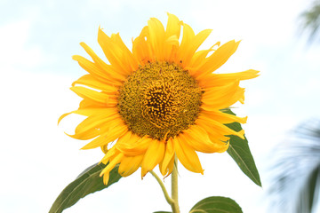 Obraz premium Sunflower on white and blurred background