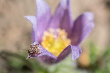 Isolated marsh tick sitting on a flower and waiting for a new victim