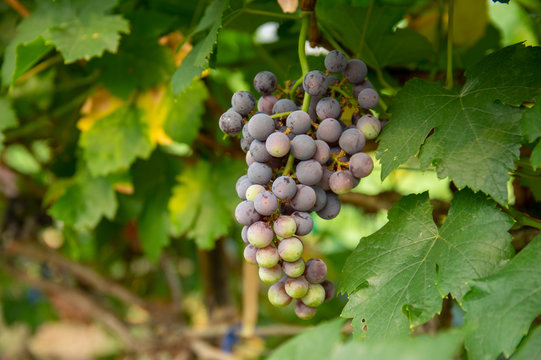 Picture of semi-ripe beauty seedles grapes - closeup