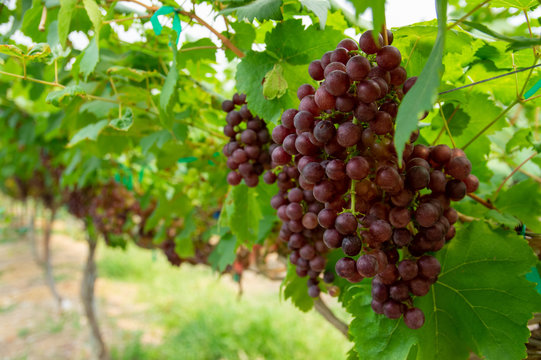 Picture of a bunch of half ripe maroon grapes in the vineyard