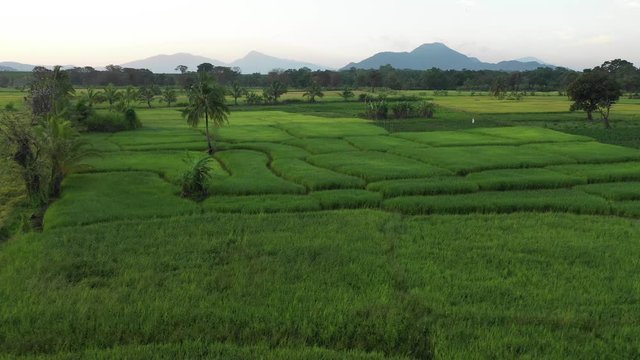 a beautiful rice field in sri lanka during sunrise