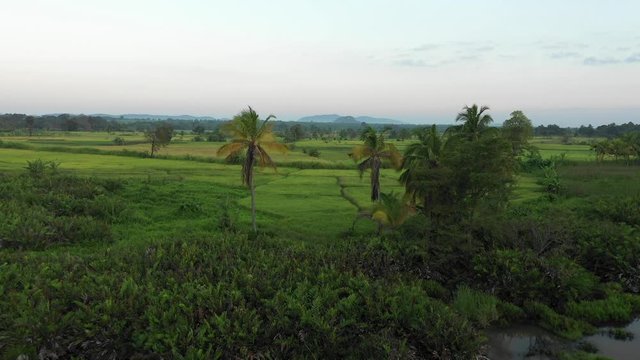 an establishing shot of a rice field in sri lanka
