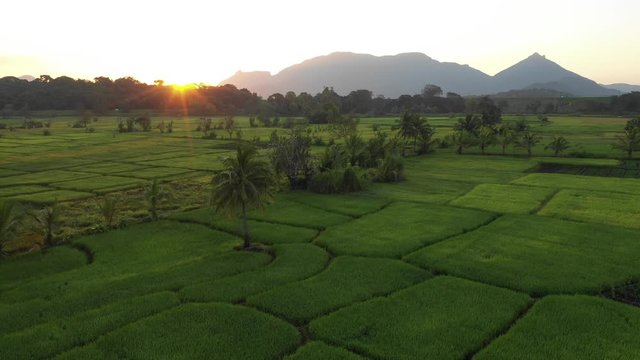 sun shining on rice field in sri lanka