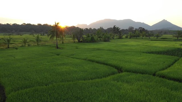 predestine rice fields in sri lanka during sunrise