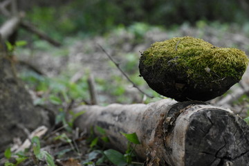 Piedra completamente cubierta de musgos y vegetación, apoyada sobre una rama seca de un árbol.