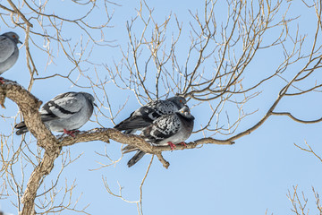 Pair of Gray pigeons with bright eyes and rainbow necks is on the tree in the park in winter