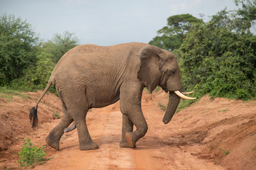 Fototapeta premium Elephant with an erect penis walking in Murchison Falls National Park during a safari