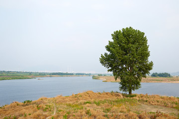 Fototapeta na wymiar A tree standing alone around the river. 