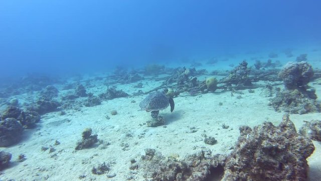 Swimming cute turtle in the blue ocean. Underwater scuba diving