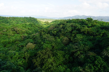 Obraz premium landscape with trees