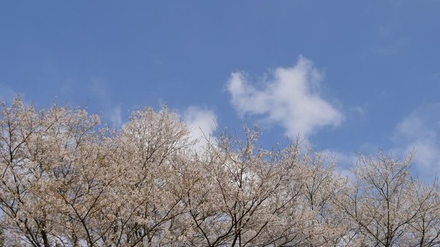 桜　日本