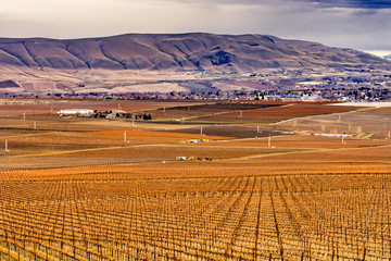 Grape Vines Rows Winter Vineyards Red Mountain Benton City Washington